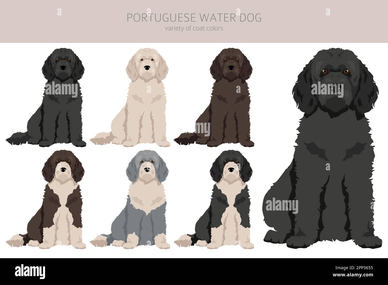 Portuguese water dog clipart. Different poses, coat colors set. Vector