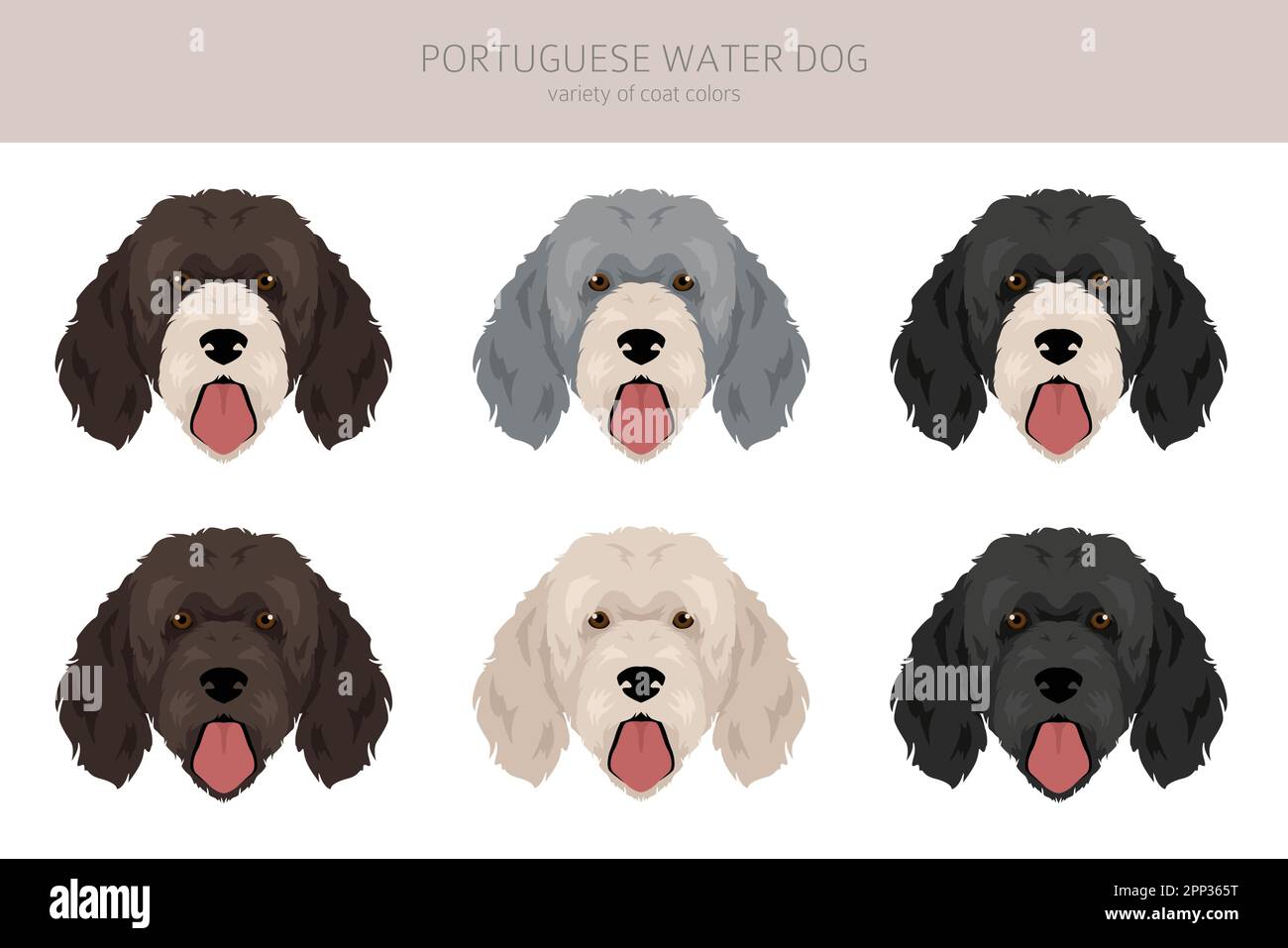 Portuguese water dog clipart. Different poses, coat colors set. Vector