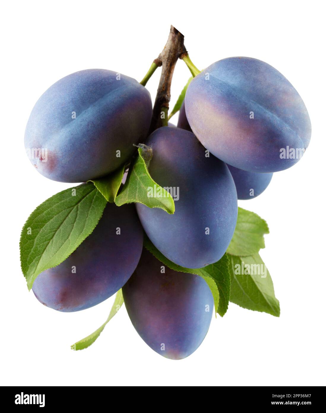 branch with plums isolated on a white background. Stock Photo