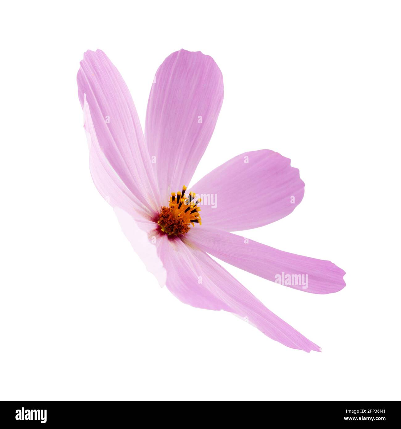 pink flower isolated on a white background Stock Photo - Alamy