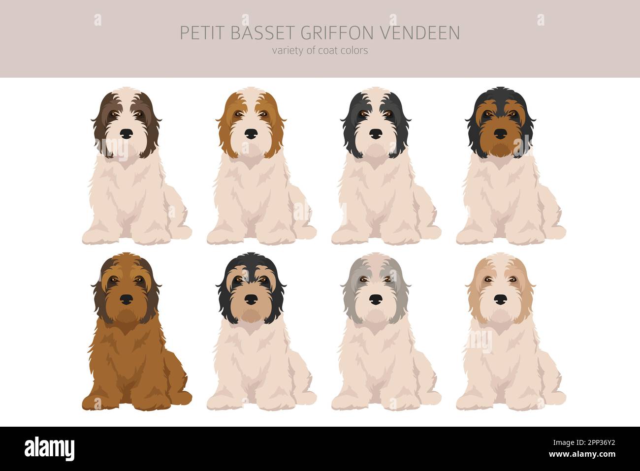 Petit Basset Griffon Vendeen clipart. Different poses, coat colors set.  Vector illustration Stock Vector