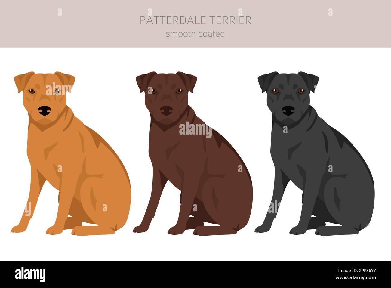 Patterdale terrier smooth coated clipart. All coat colors set.  All dog breeds characteristics infographic. Vector illustration Stock Vector