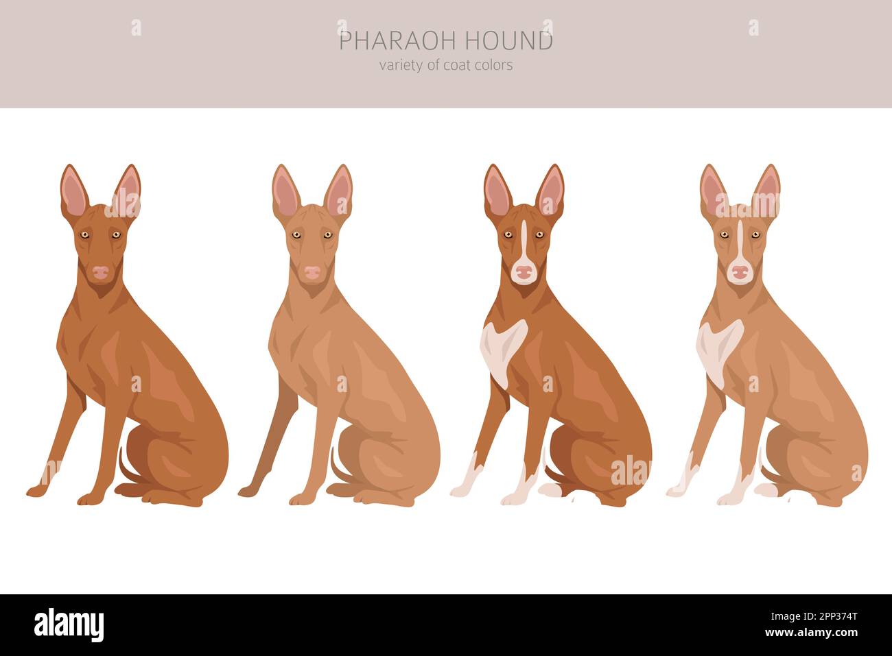 Pharaoh hound clipart. Different poses, coat colors set.  Vector illustration Stock Vector