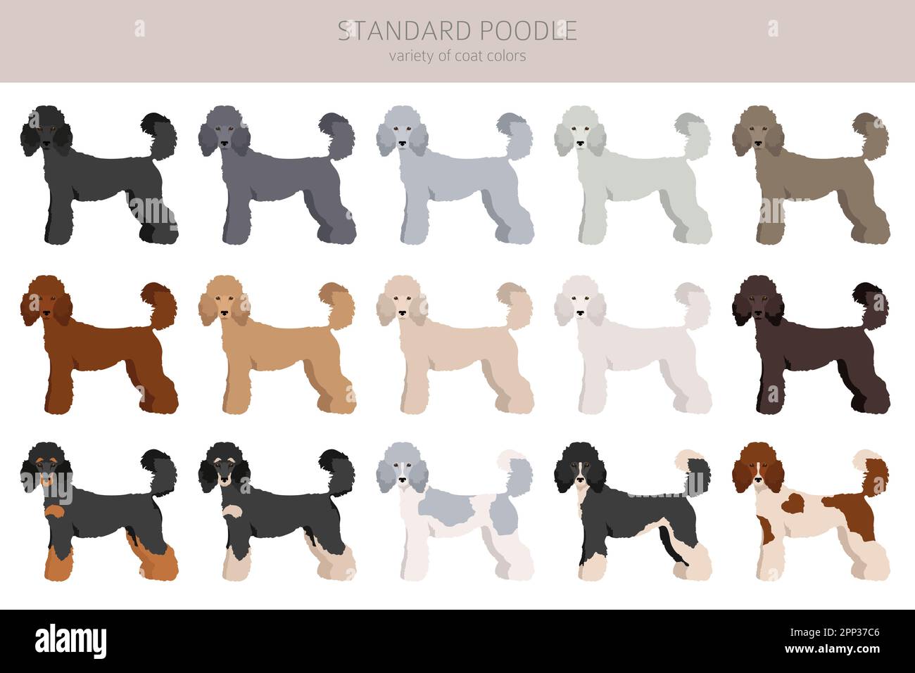 Standard poodle clipart. Different poses, coat colors set. Vector