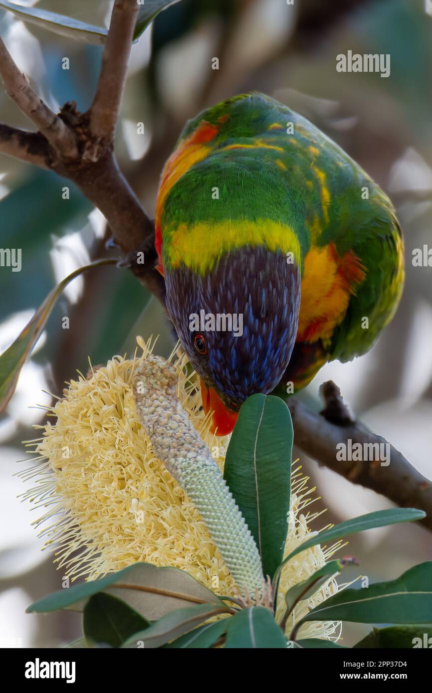 Banksia flowers hires stock photography and images Alamy