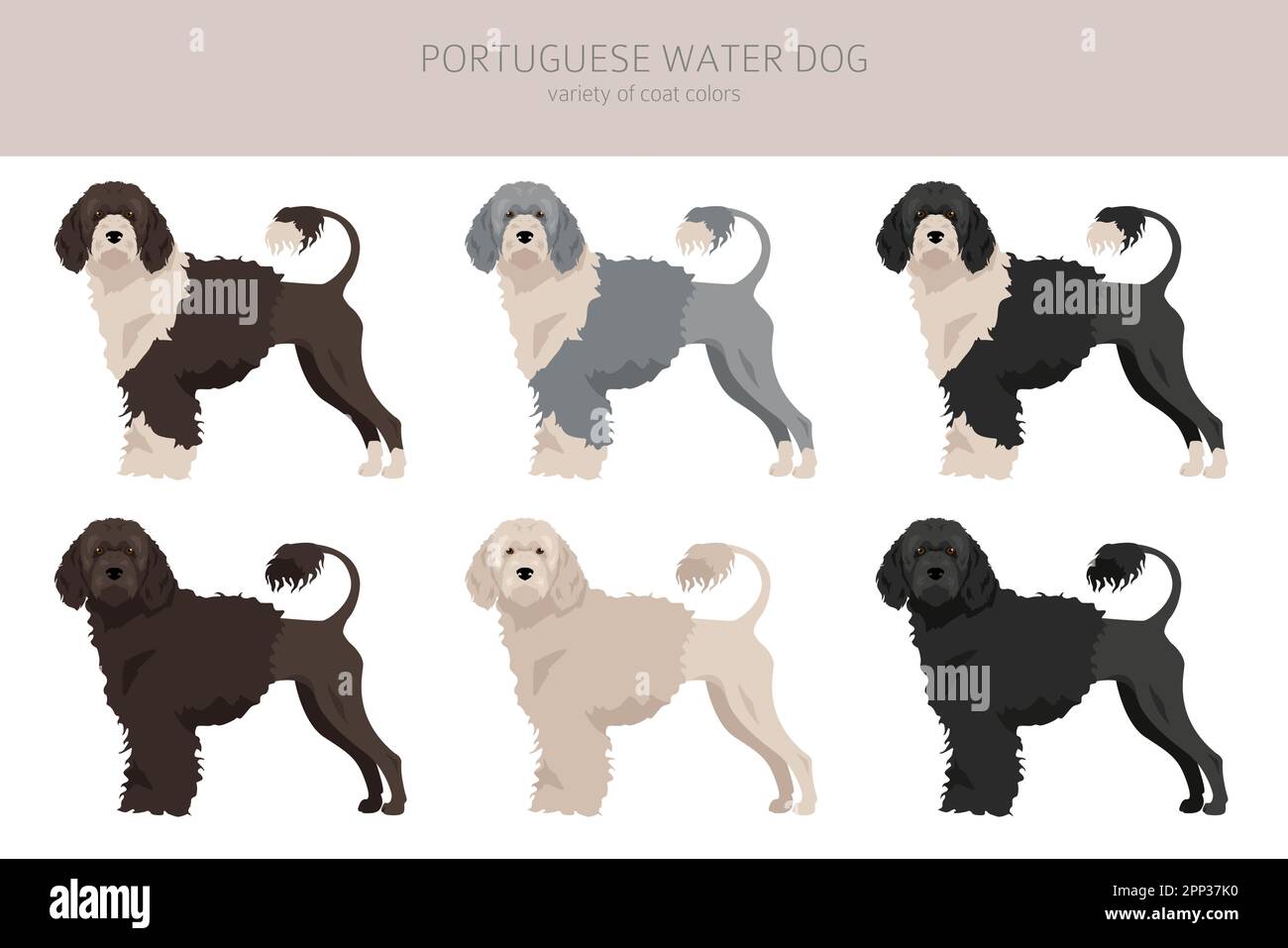 Portuguese Water Dog Jacket Portuguese Water Dog Jacket