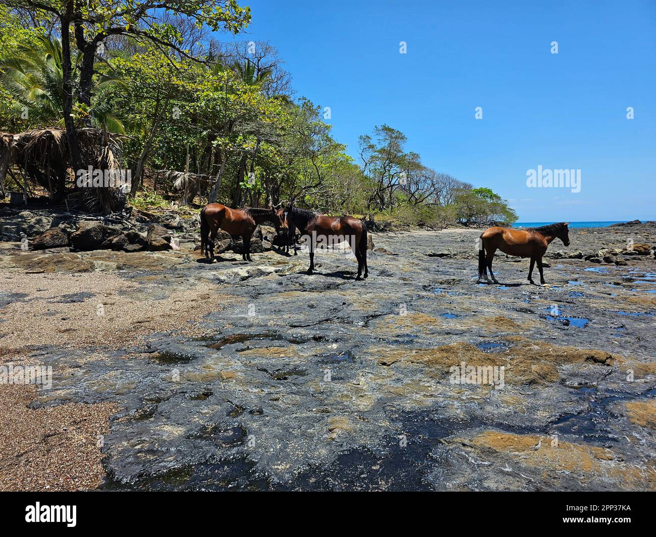 In Costa Rica, majestic wild horses gallop along the sandy beaches