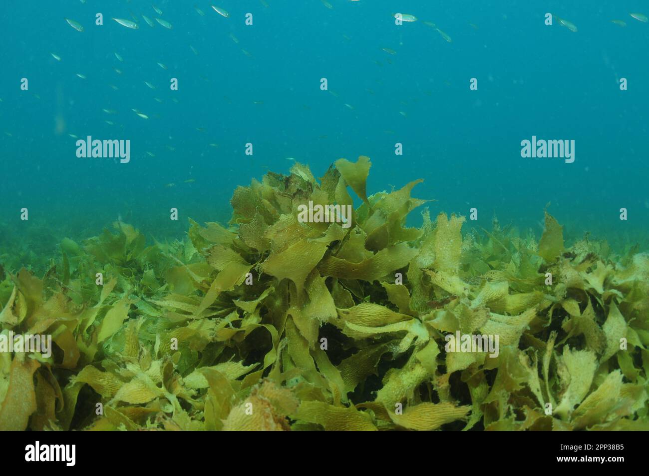 Dense field of kelp fronds with tiny silver fish swimming above. Location: Leigh New Zealand Stock Photo