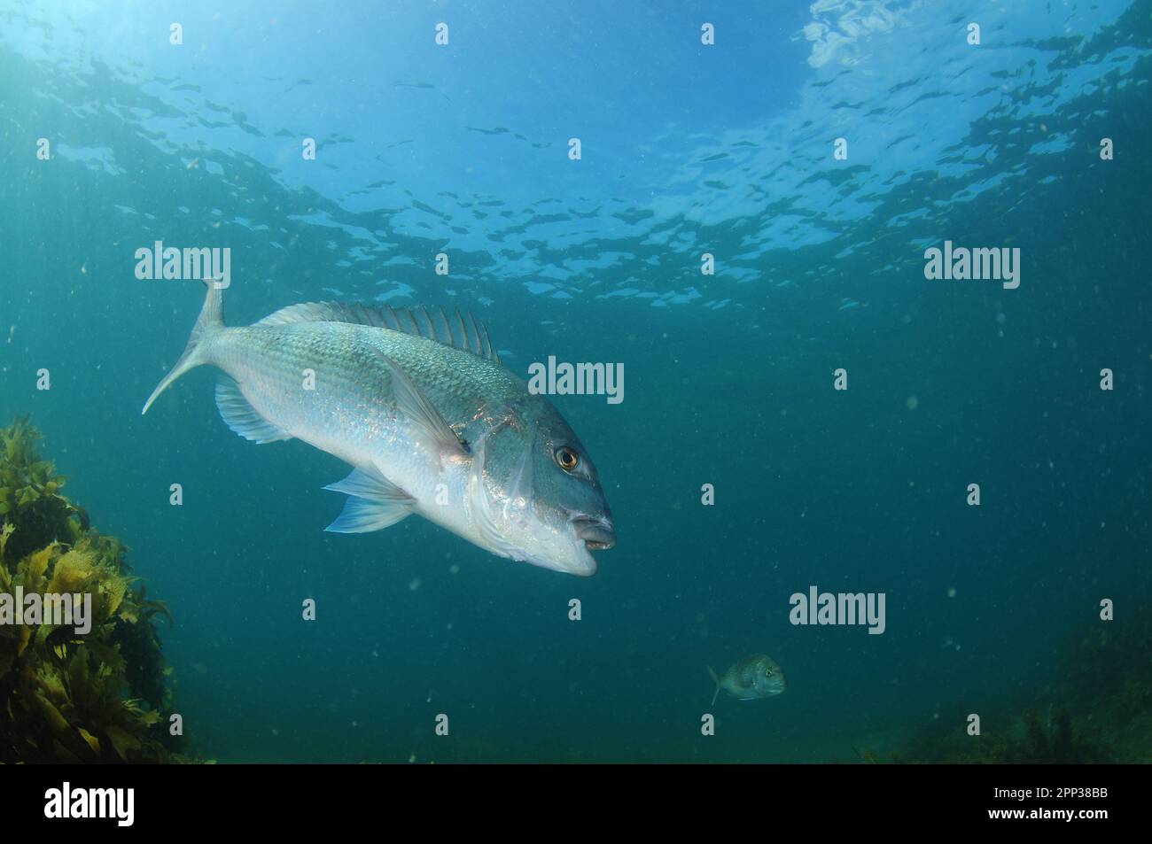Large Australasian snapper with mouth open and fin spines erected. Location: Leigh New Zealand Stock Photo