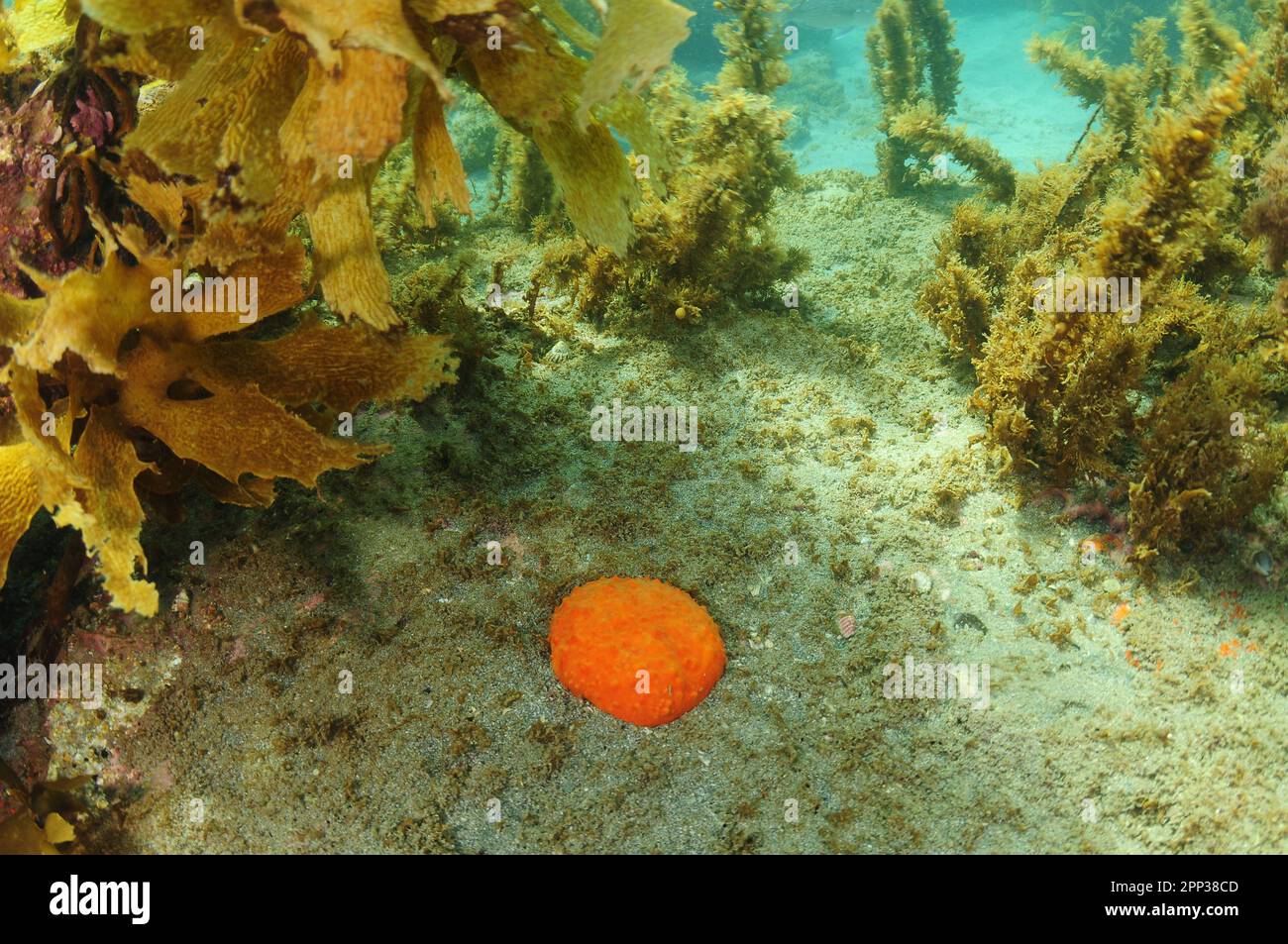 Bright orange nipple sponge in depression in flat sea bottom among seaweeds. Location: Leigh New Zealand Stock Photo