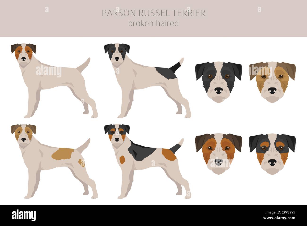 Parson Russel terrier broken haired clipart. Different poses, coat