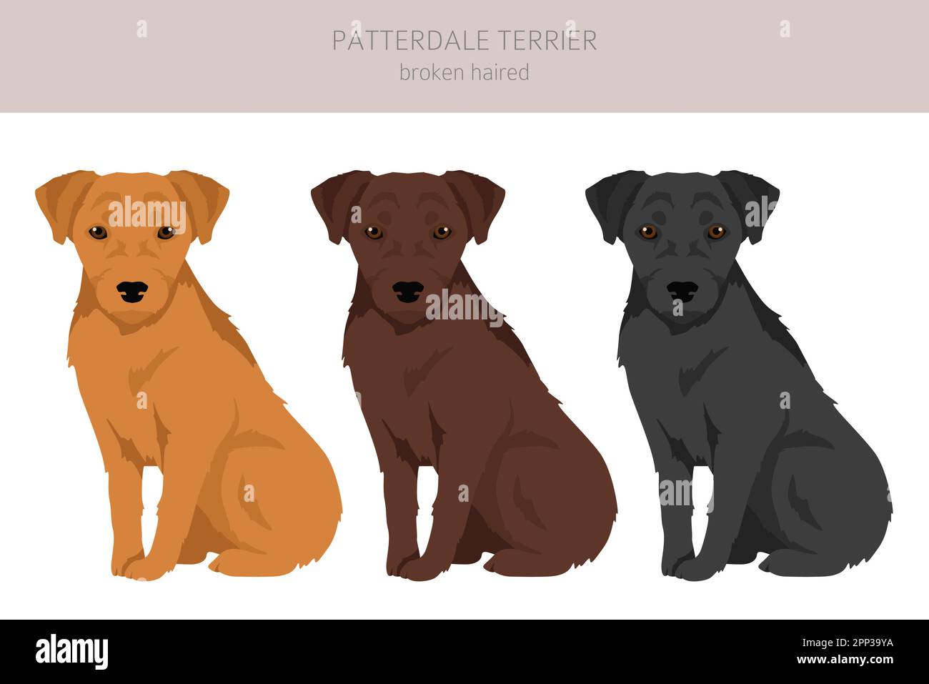 Patterdale terrier broken haired clipart. All coat colors set. All dog ...