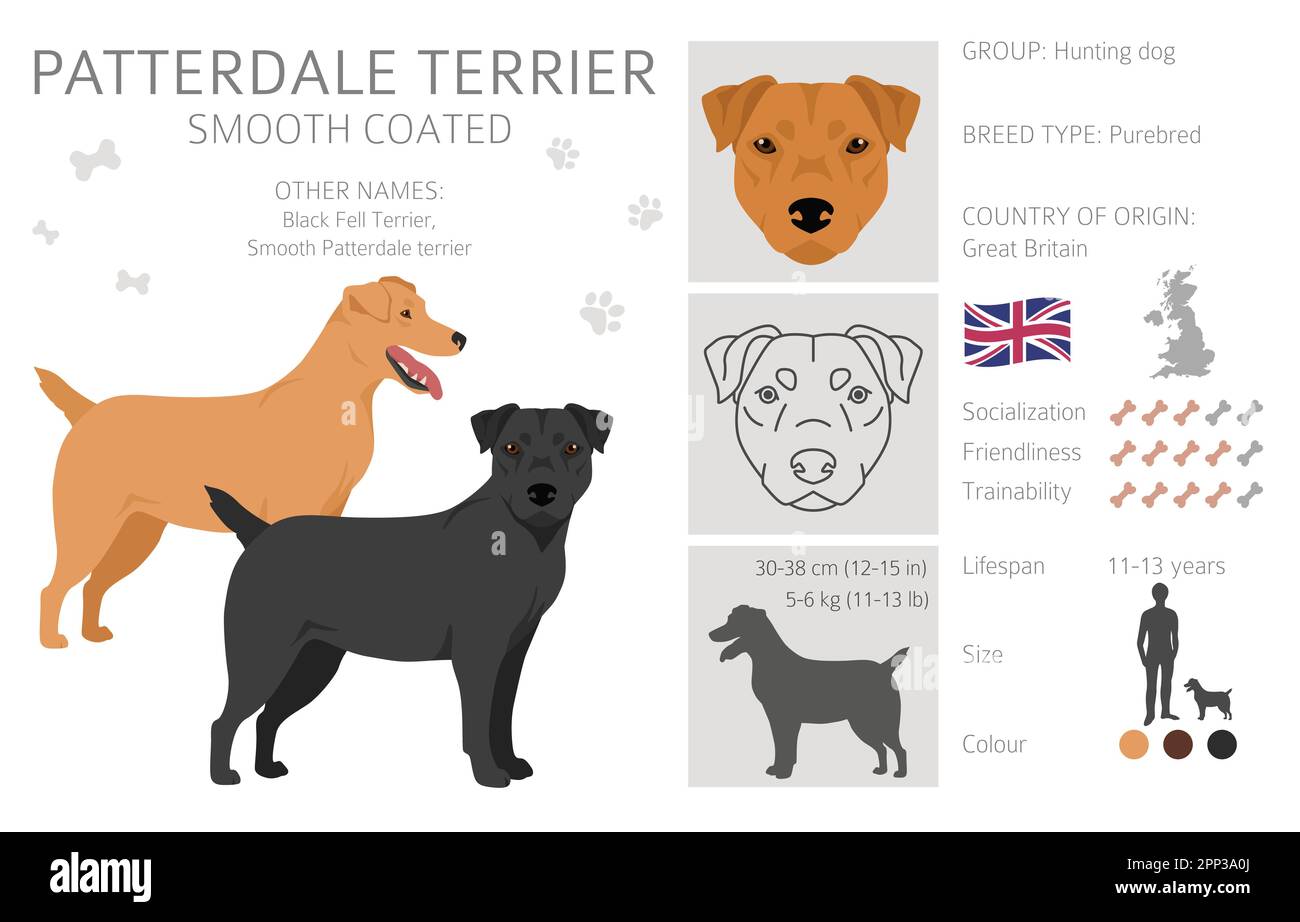 Patterdale terrier smooth coated clipart. All coat colors set.  All dog breeds characteristics infographic. Vector illustration Stock Vector