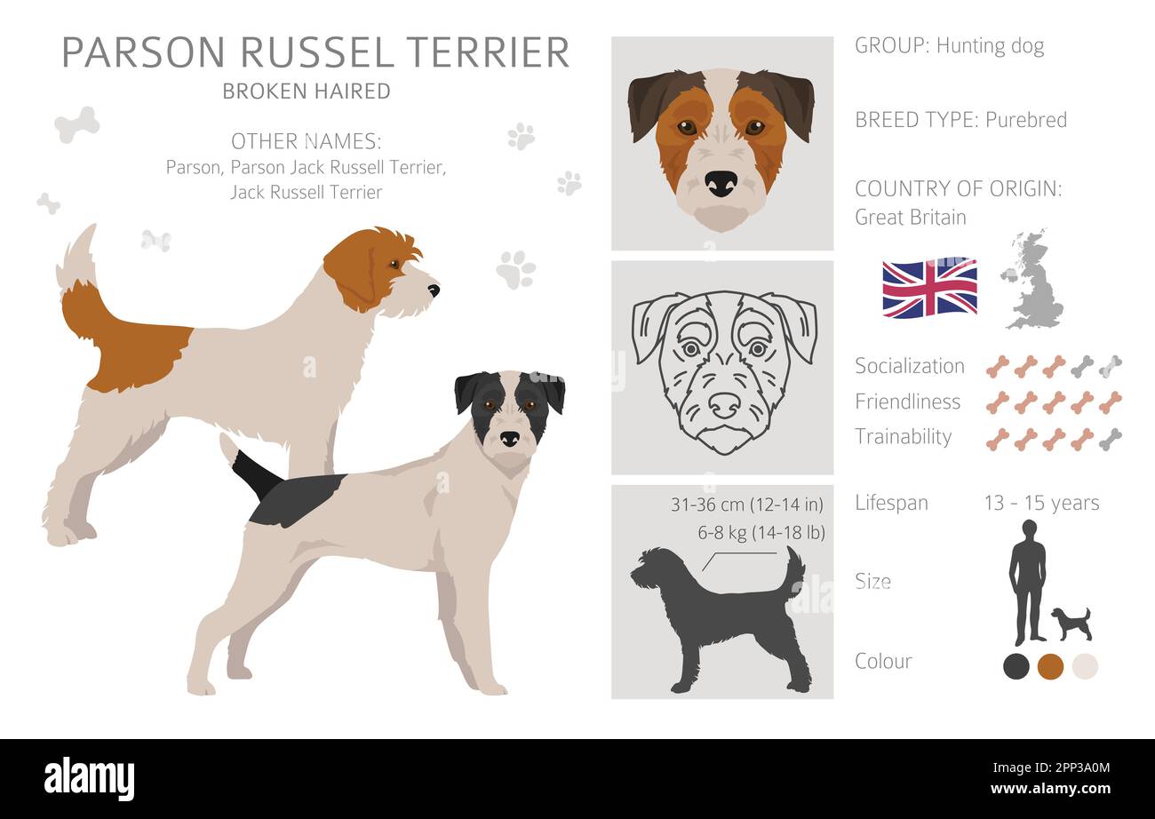 Parson Russel terrier broken haired clipart. Different poses, coat