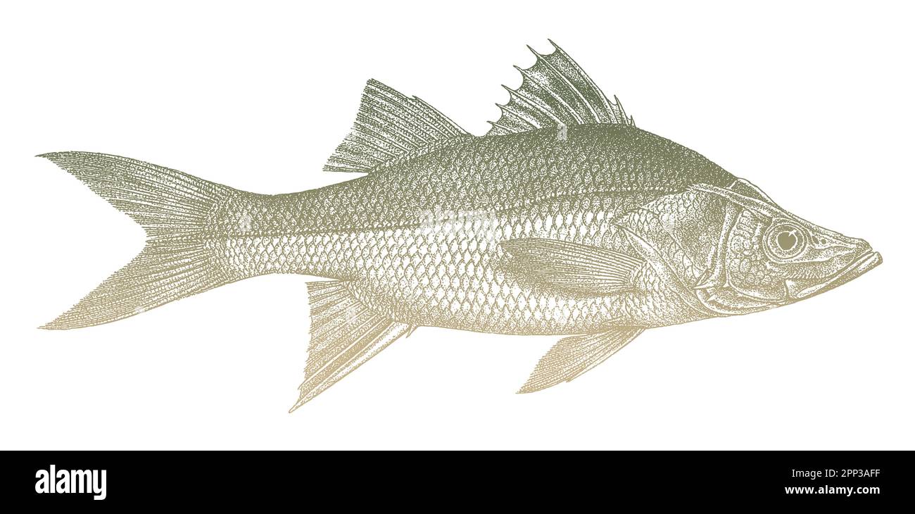 Fat snook centropomus parallelus, marine fish from Atlantic Ocean Stock Vector