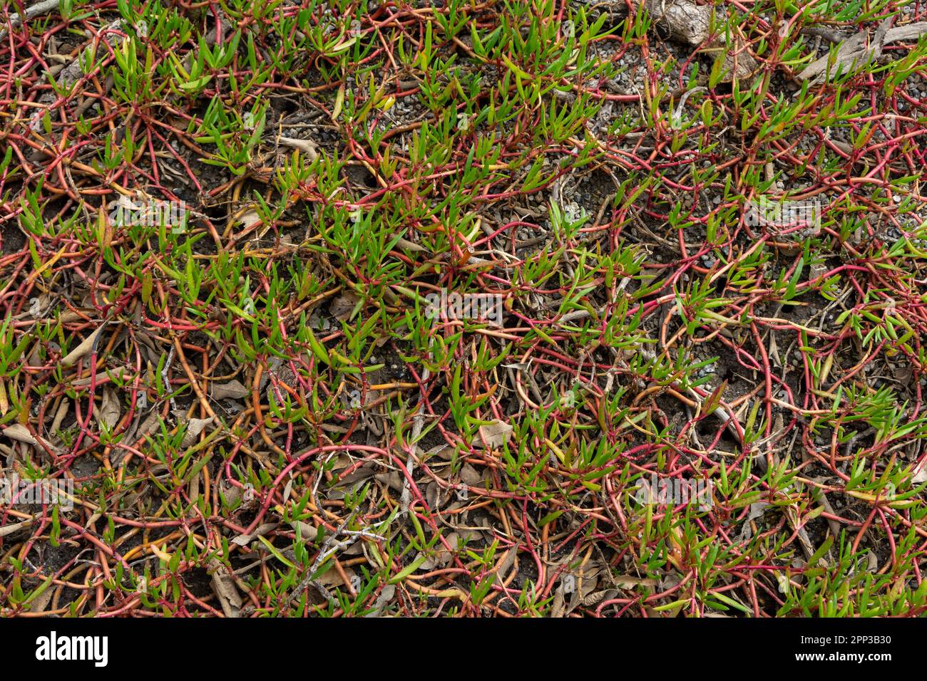 Close-up of pigface, a succulent ground cover growing in the coastal wetlands at Wynnum, Brisbane, Queensland, Australia Stock Photo