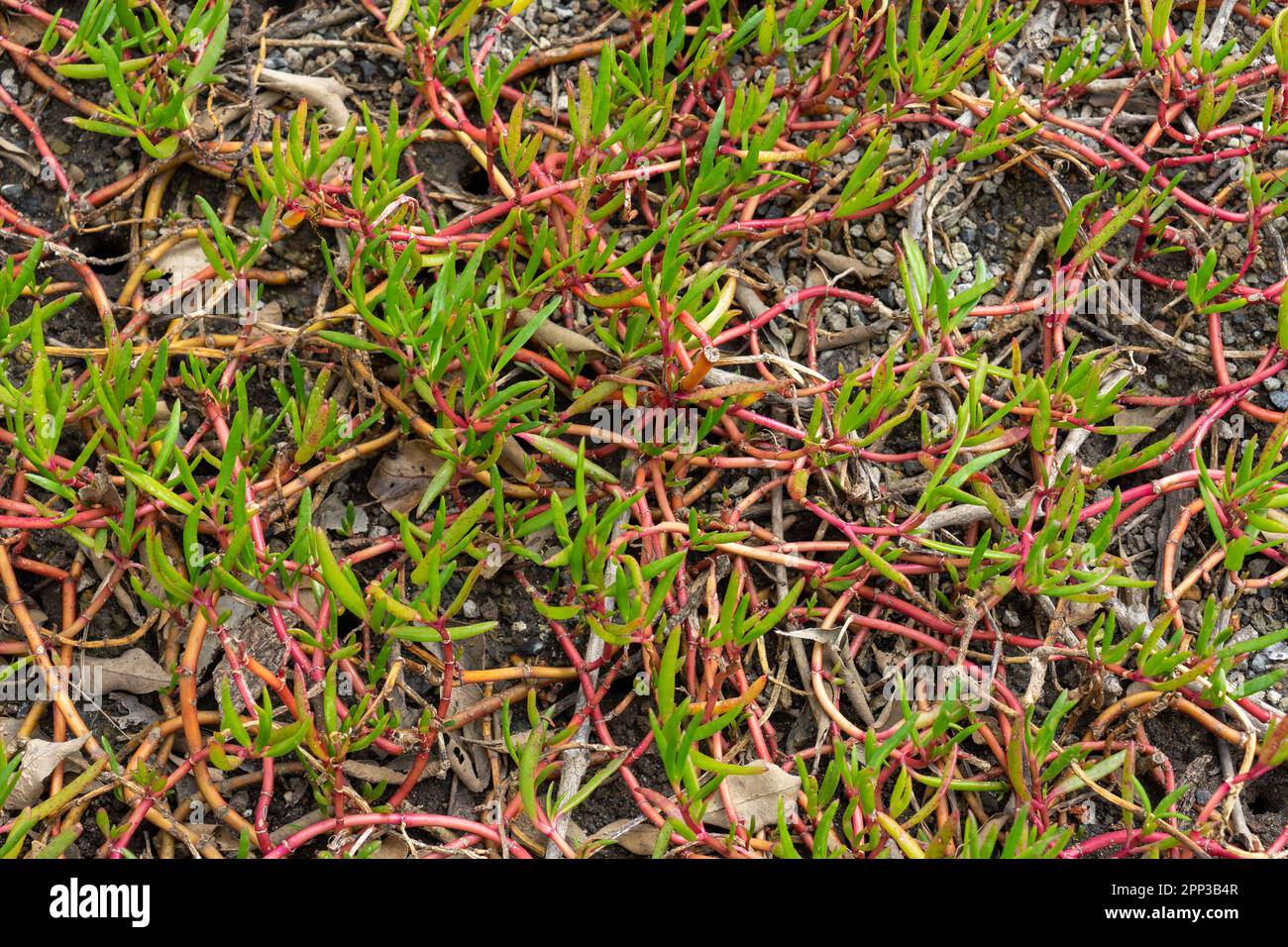Close-up of pigface, a succulent ground cover growing in the coastal wetlands at Wynnum, Brisbane, Queensland, Australia Stock Photo