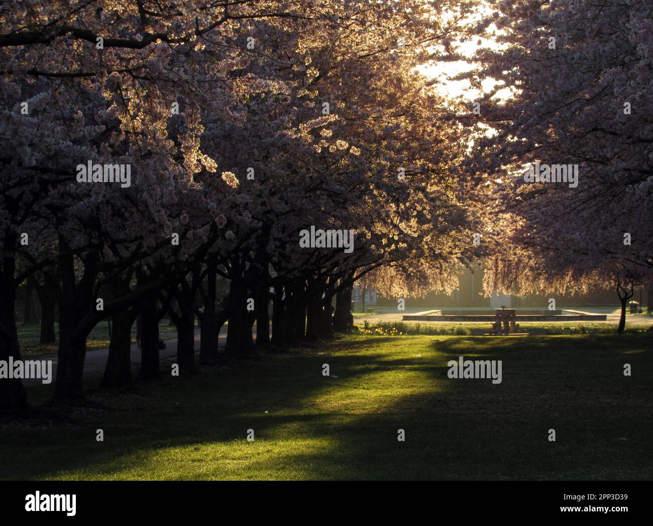 Cherry trees bloom in Philadelphia's Fairmount Park horticultural ...
