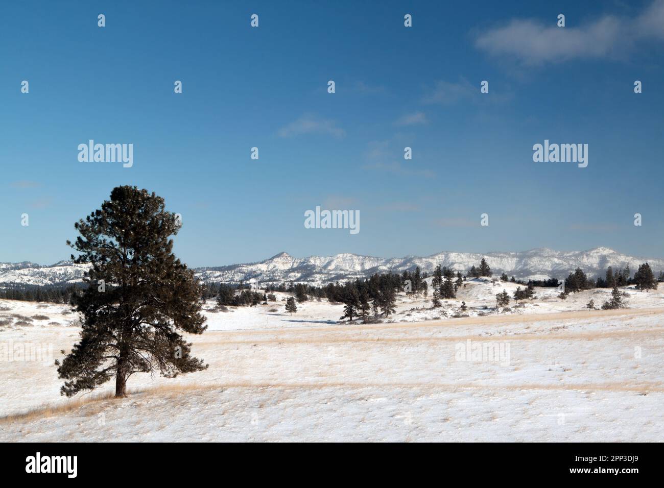 Snowy prairie, pine trees and distant hills in southeastern Montana with room for text Stock Photo