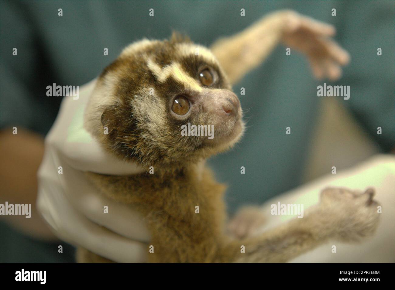 A slow loris is given medical treatment at a veterinary facility
