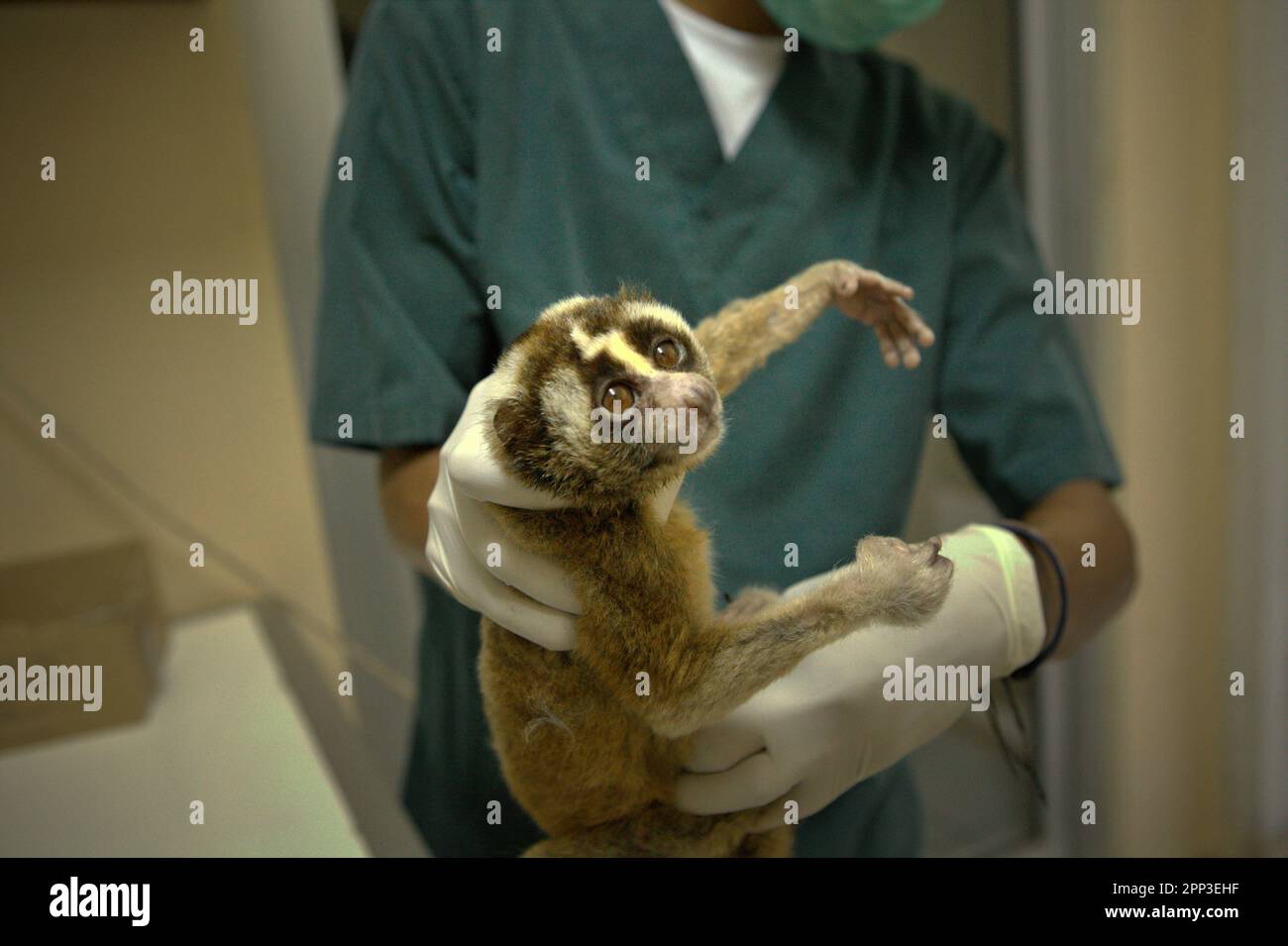 A slow loris is given medical treatment at a veterinary facility