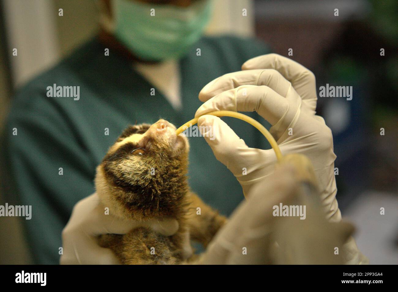 A slow loris is given medical treatment at a veterinary facility