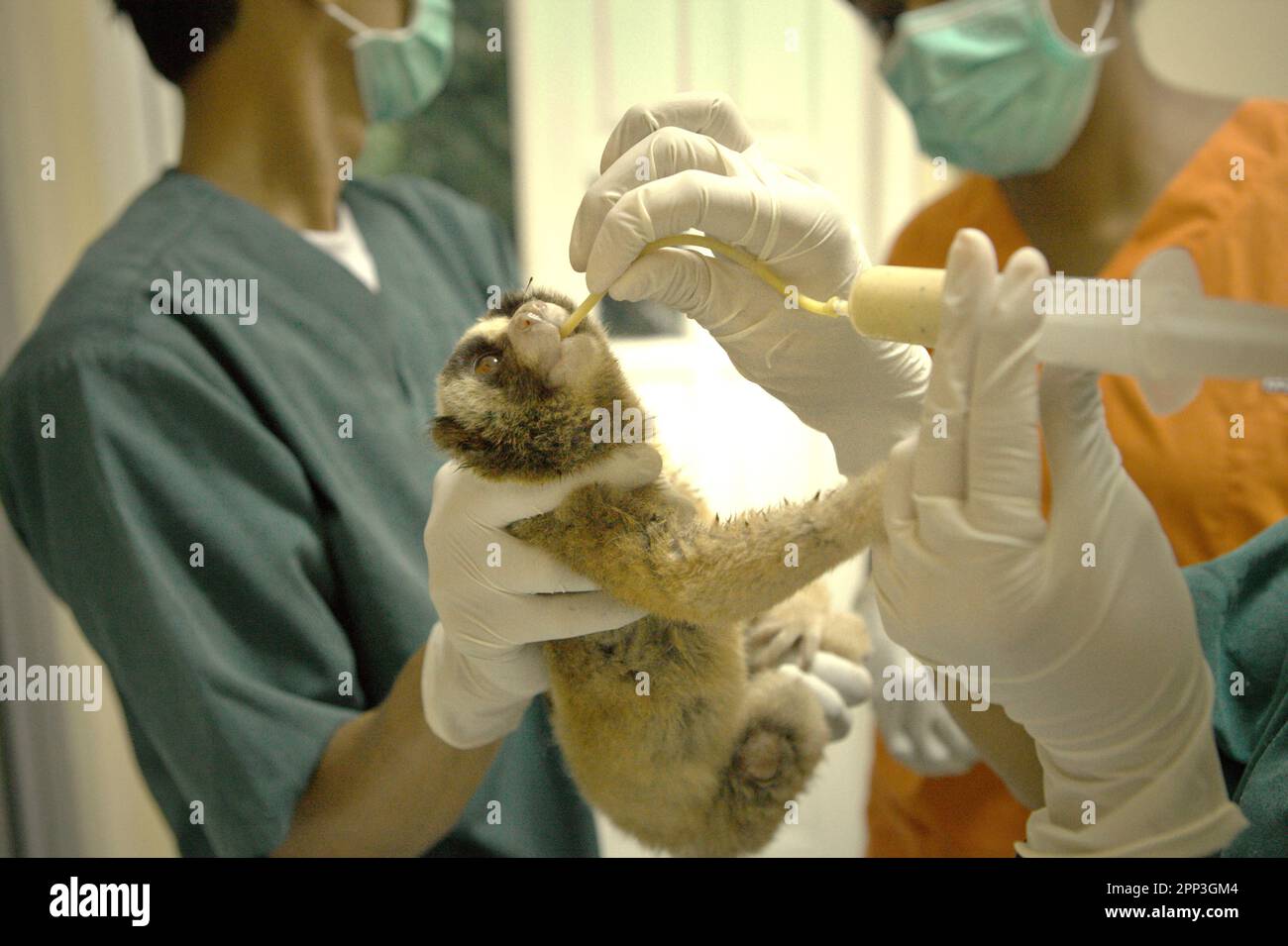 A team of veterinarians led by Sharmini Julita Paramasivam is giving a medical treatment to a slow loris that were rescued from wildlife trade, at a veterinary facility operated by International Animal Rescue (IAR) in Ciapus, Bogor, West Java, Indonesia. Despite its protection, slow loris has been suffering from wildlife trade. The nocturnal primate species is treated as pet while not having characteristics to survive in anthropogenic settings. Moreover, the species is quite popular on social media. Stock Photo