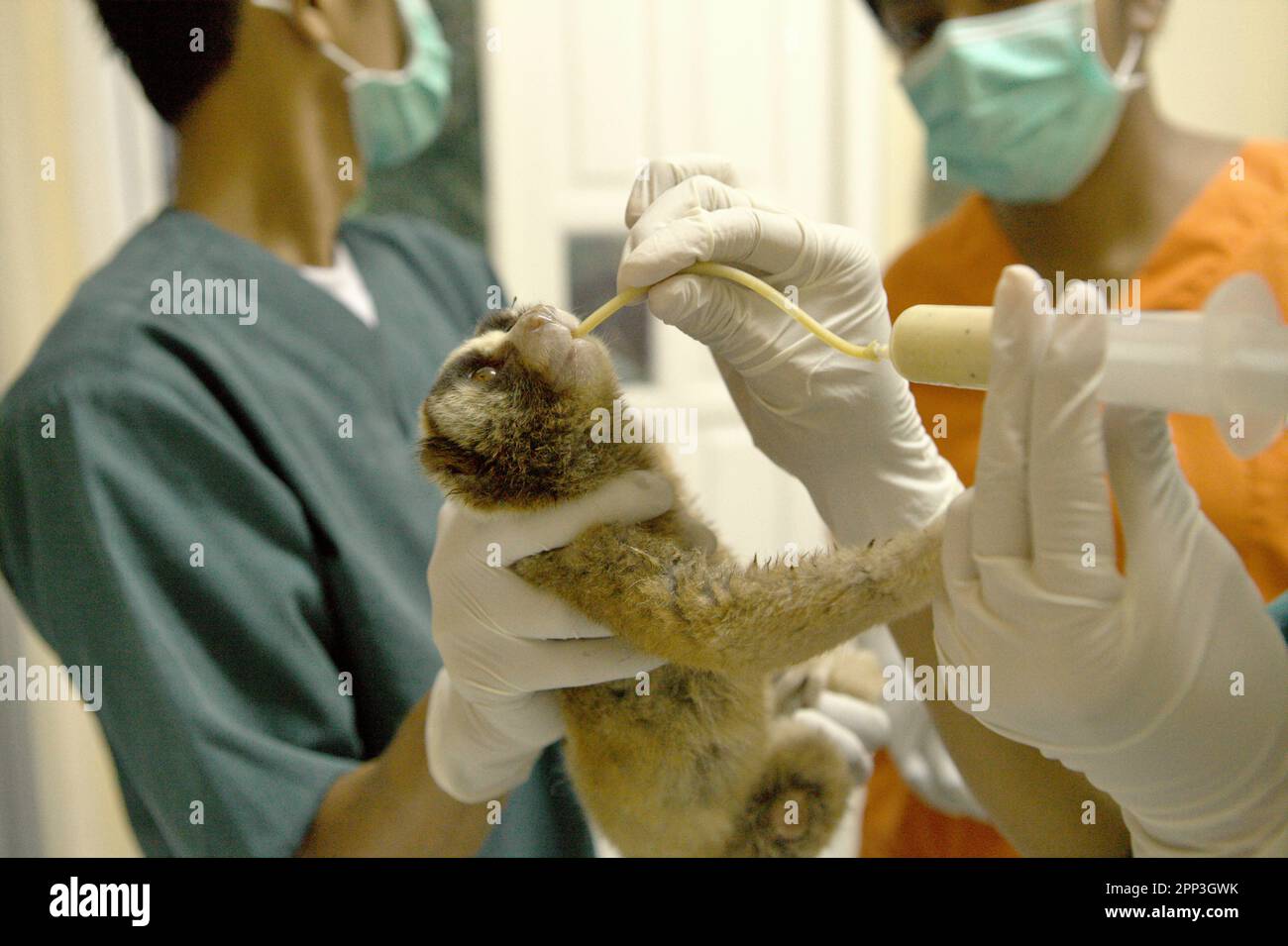 A team of veterinarians led by Sharmini Julita Paramasivam is giving a medical treatment to a slow loris that were rescued from wildlife trade, at a veterinary facility operated by International Animal Rescue (IAR) in Ciapus, Bogor, West Java, Indonesia. Despite its protection, slow loris has been suffering from wildlife trade. The nocturnal primate species is treated as pet while not having characteristics to survive in anthropogenic settings. Moreover, the species is quite popular on social media. Stock Photo