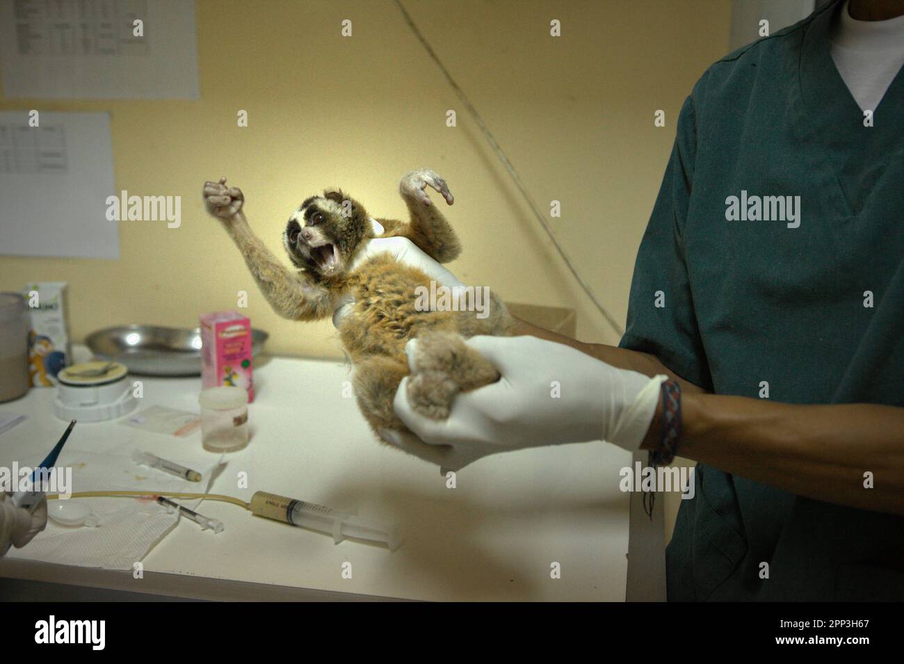 A slow loris is given medical treatment at a veterinary facility