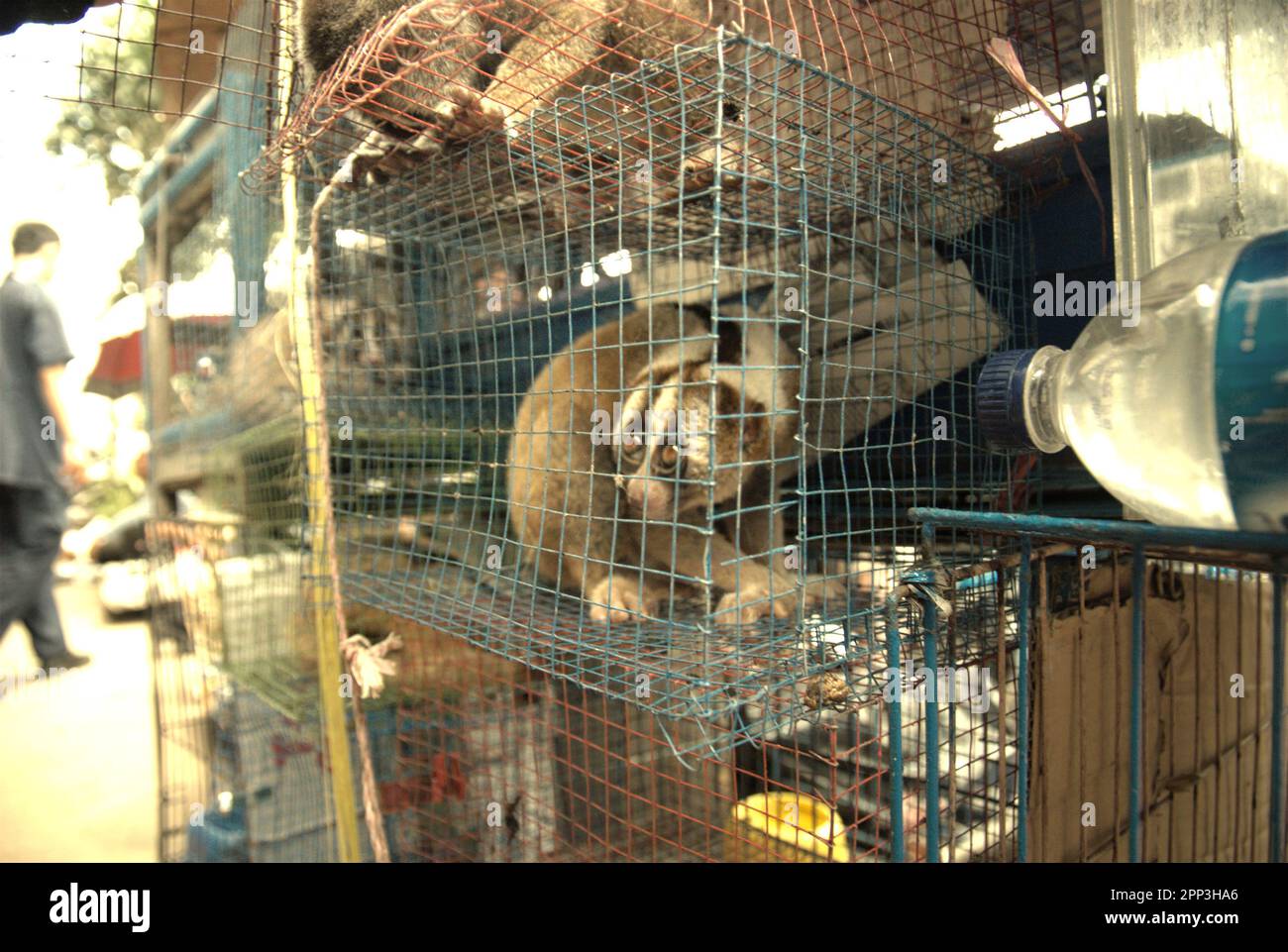 A roadside animal vendor near an animal market that also sells wildlife and protected species, including slow loris (pictured), in Jatinegara, East Jakarta, Jakarta, Indonesia. Despite its protection, slow loris has been suffering from wildlife trade. The nocturnal primate species is treated as pet while not having characteristics to survive in anthropogenic settings. Moreover, the species is quite popular on social media. Stock Photo