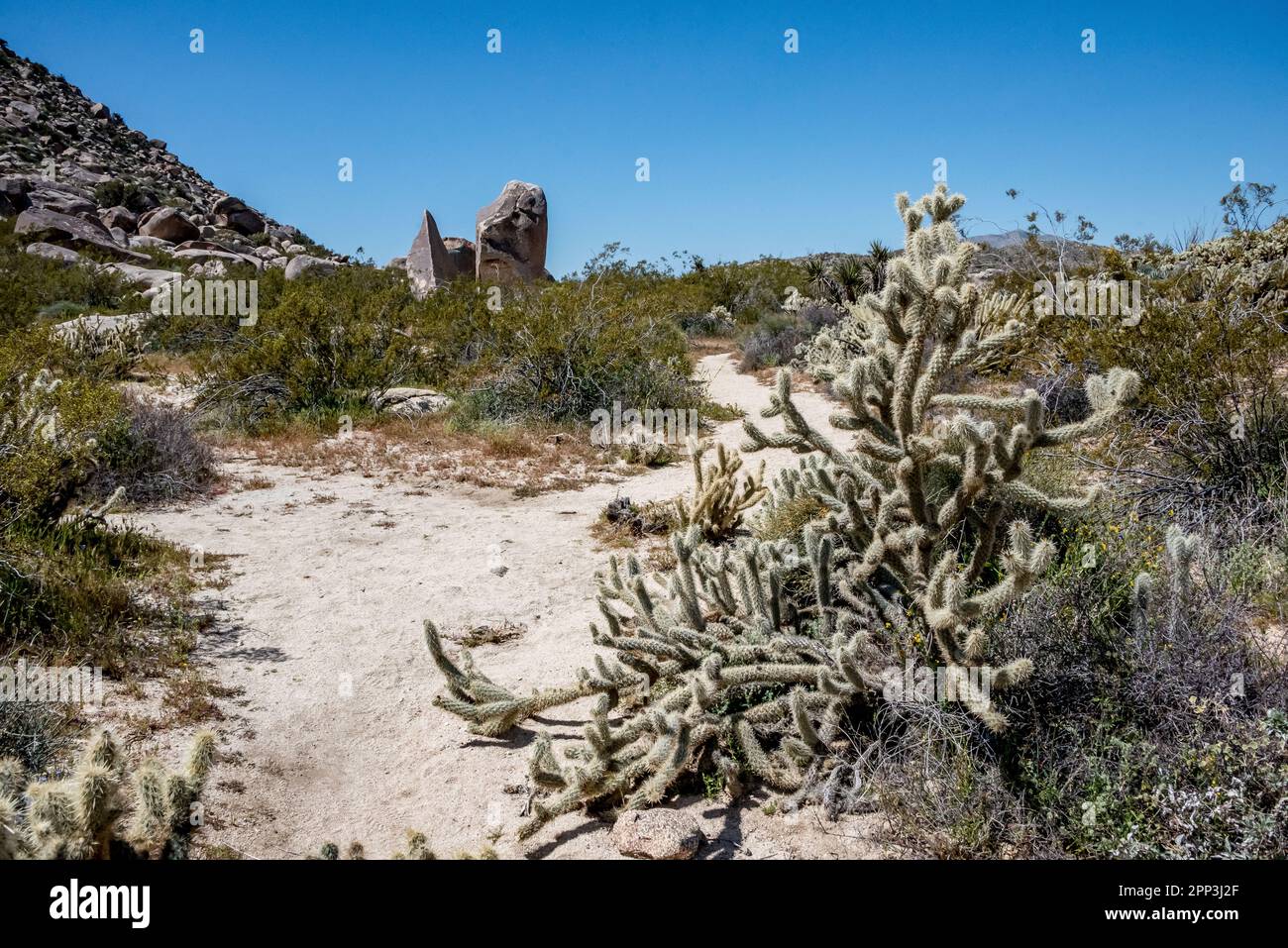 Ehmuu morteros trail with cactus, rocks, desert shrubs in Blair Valley Cultural Preserve, Anza Borrego Desert State Park, traditional home to Kumeyaay Stock Photo