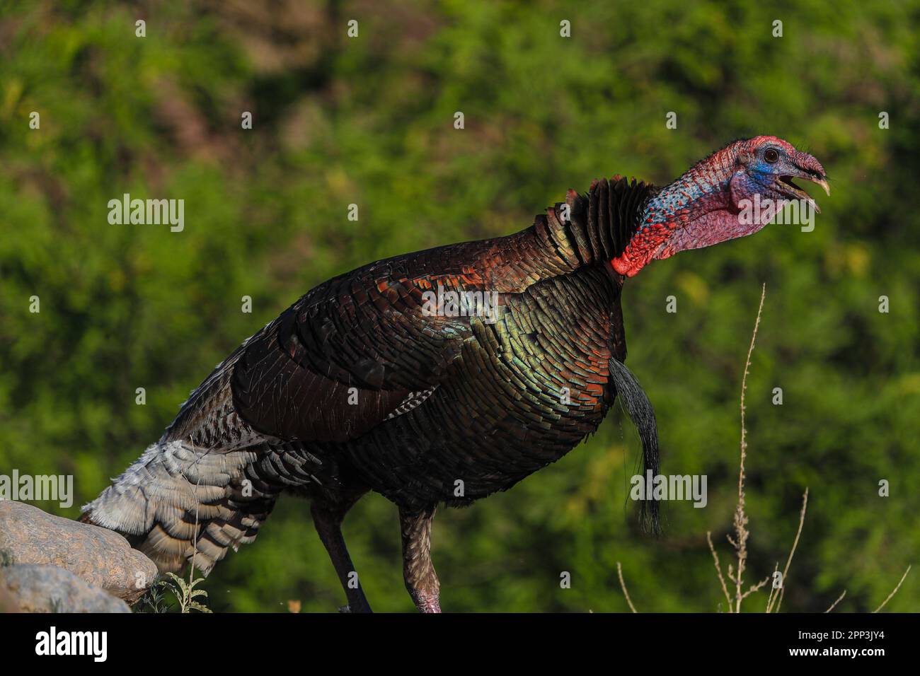 Wild turkey or turkey bird in the wild in the Cuenca los Ojos reserve ...