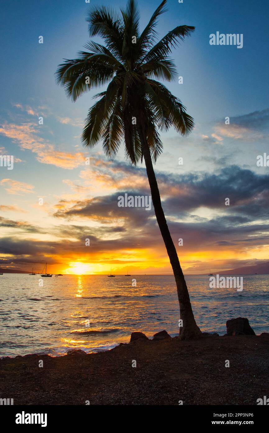 Sunset palm tree island vibe. Stock Photo