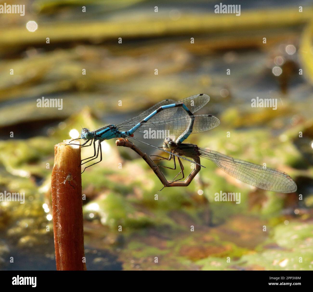 Blue Damselflies mating and egg laying Stock Photo - Alamy