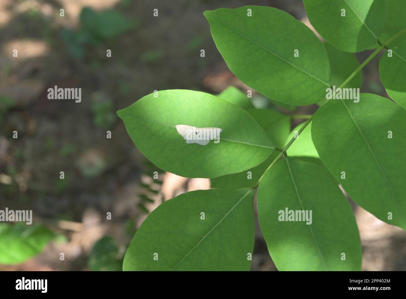 High angle view of a small white moth on top of the leaf surface of a quick stick plant, A tiny insect is sitting on the body of the moth Stock Photo