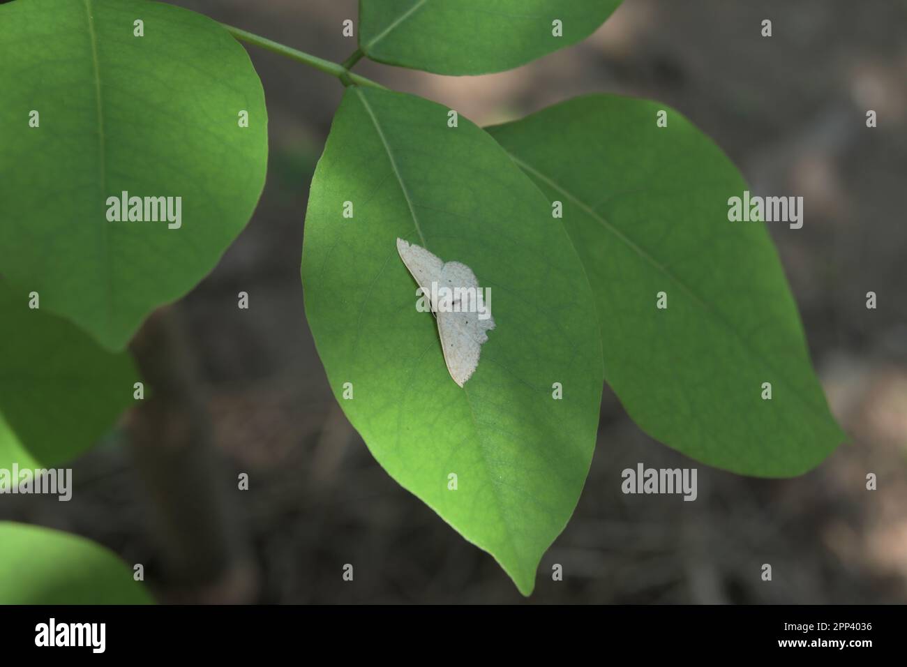 High angle view of a small white moths face and front parts. The moth is perched on top of a quick stick plant's leaf surface, A tiny insect is sittin Stock Photo