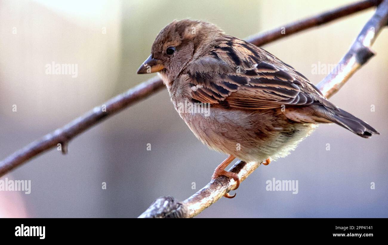 A sparrow in the branches Stock Photo