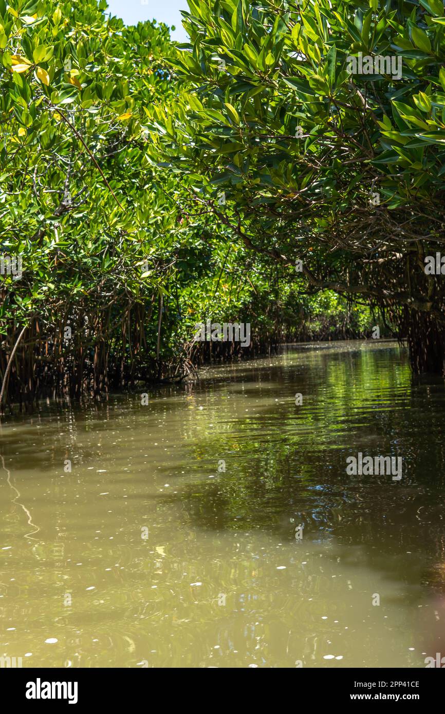 Narrow waterway in a dense mangrove forest. Aquatic forest adventure path way among its canopy Stock Photo