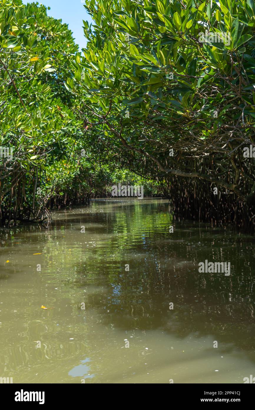 Narrow waterway in a dense mangrove forest. Aquatic forest adventure path way among its canopy Stock Photo