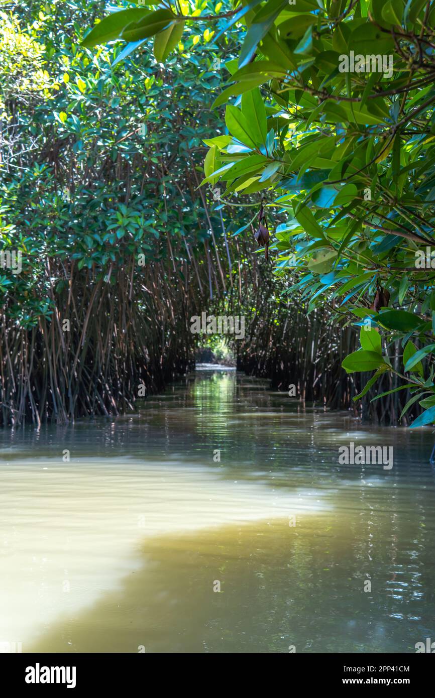 Narrow waterway in a dense mangrove forest. Aquatic forest adventure path way among its canopy Stock Photo
