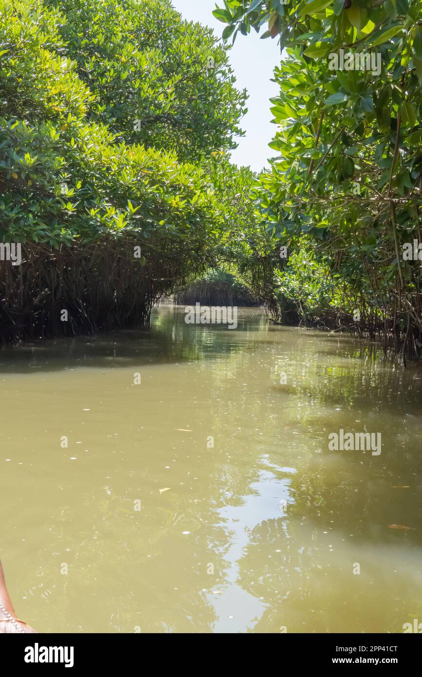 Narrow waterway in a dense mangrove forest. Aquatic forest adventure path way among its canopy Stock Photo