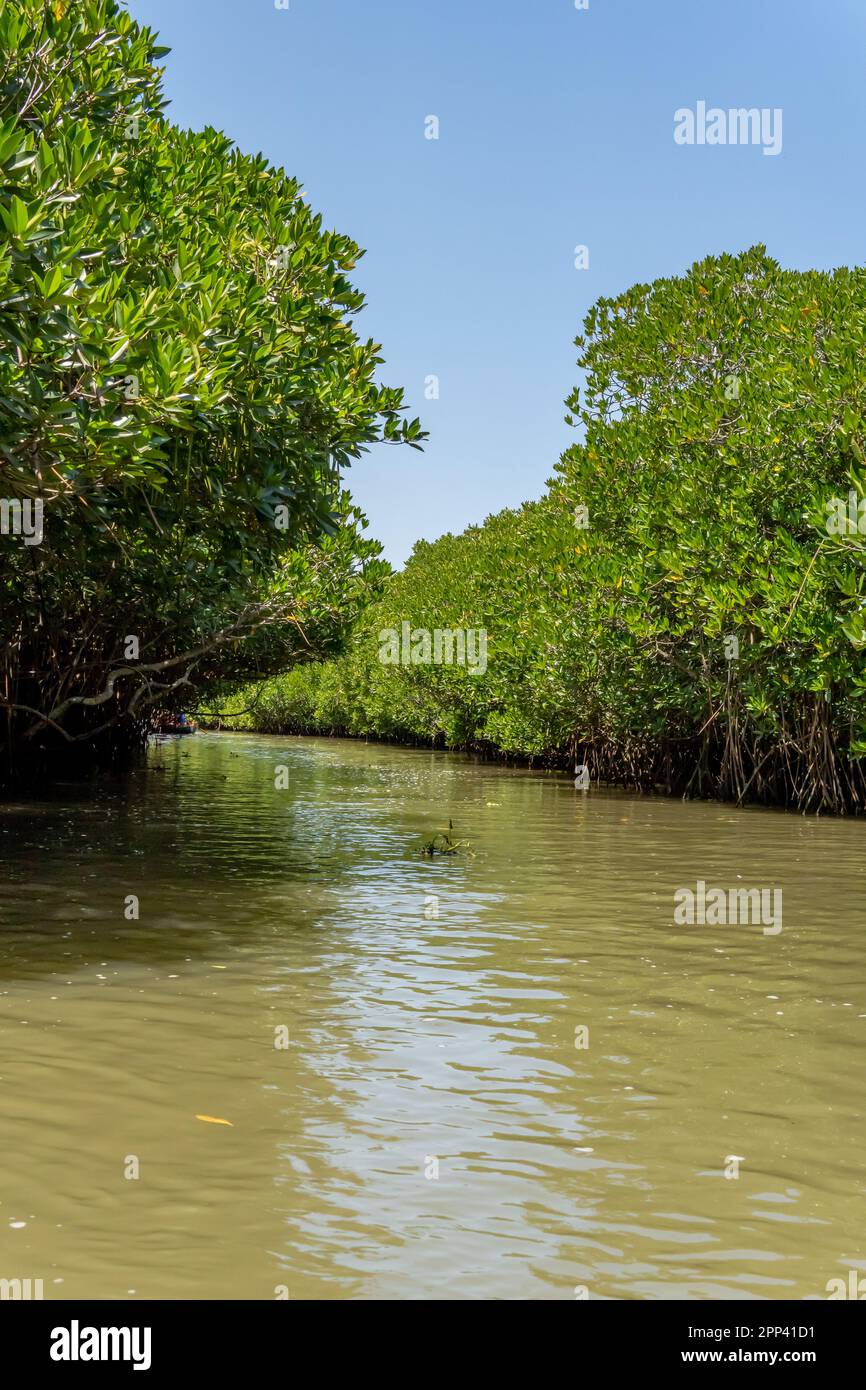 Narrow waterway in a dense mangrove forest. Aquatic forest adventure path way among its canopy Stock Photo