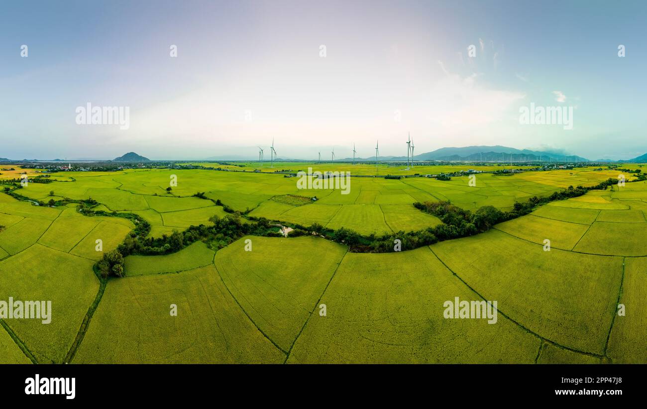 April 8, 2023: rice fields in Phan Rang city are in the harvest season next to wind power poles Stock Photo