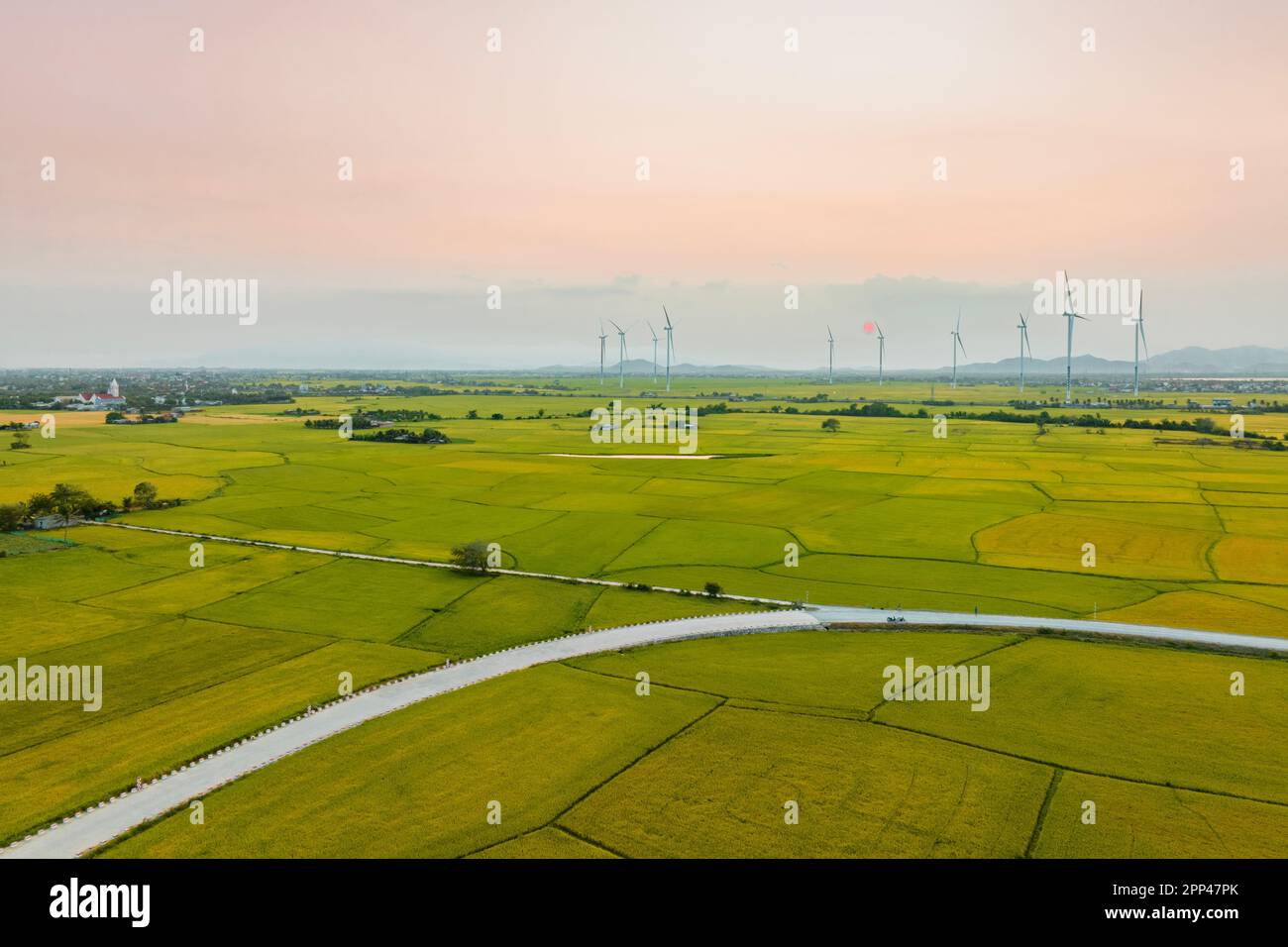 April 8, 2023: rice fields in Phan Rang city are in the harvest season next to wind power poles Stock Photo