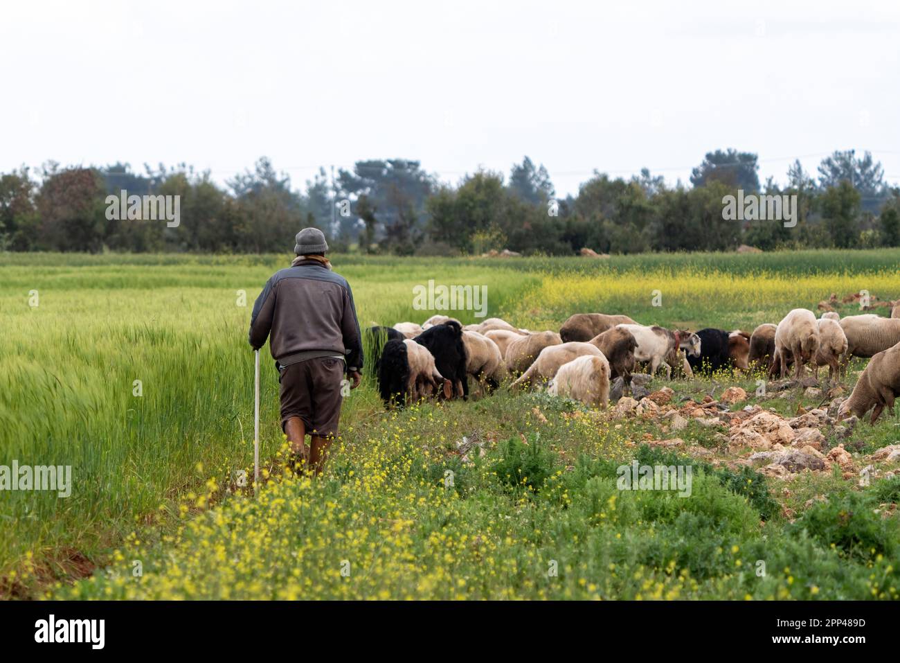 Old shepherd grazing his sheep in Turkey Stock Photo