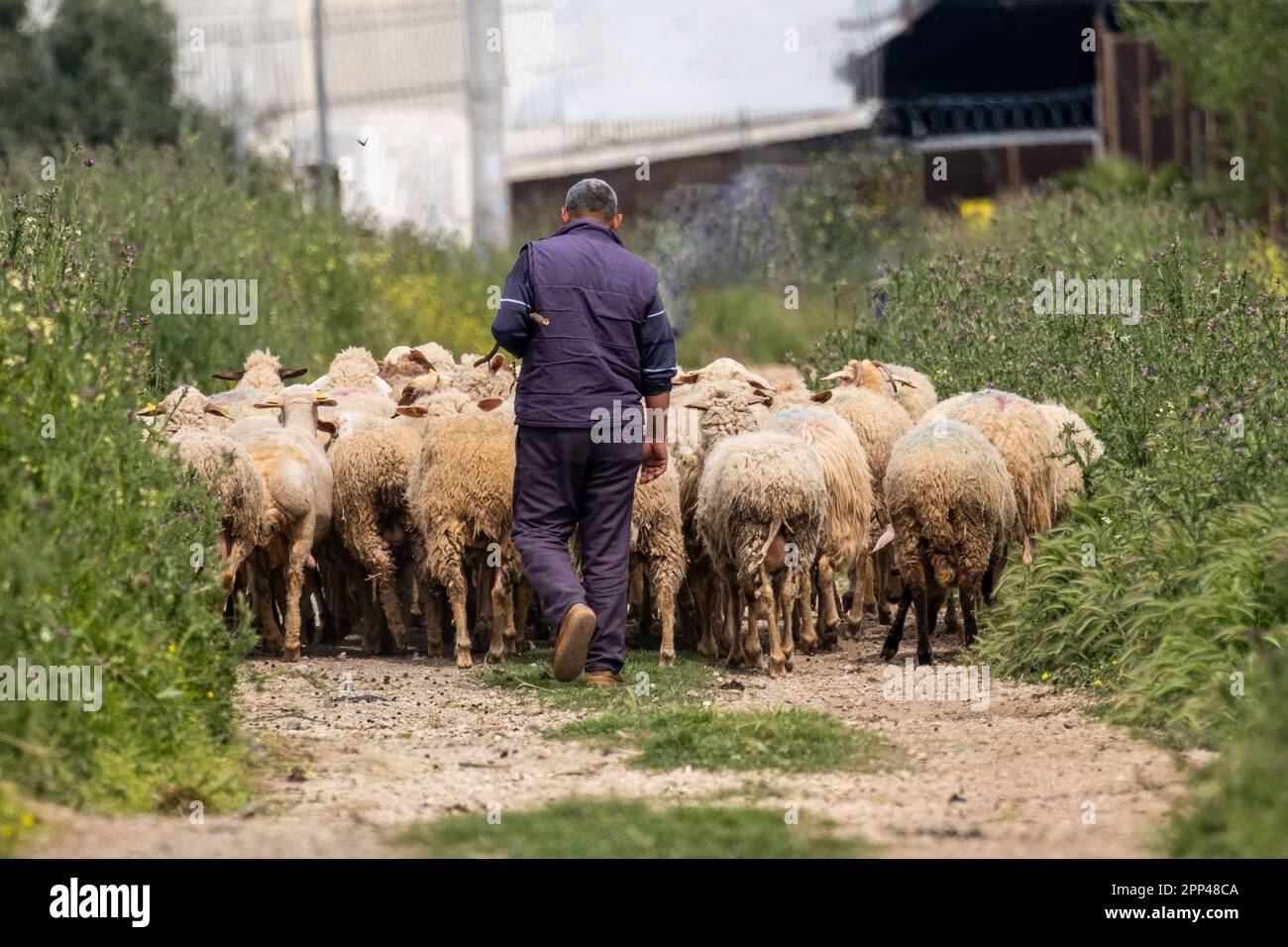 Old shepherd grazing his sheep in Turkey Stock Photo