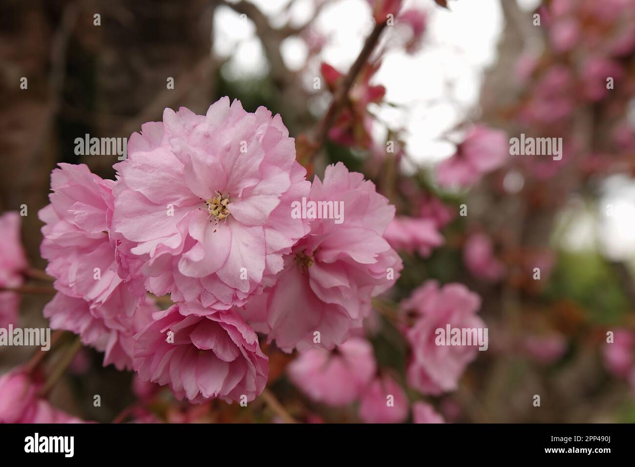 Natural closeup on the rich pink colored seasonal blossoming Japaneses cherry tree, Prunus serratula, standing in the garden Stock Photo