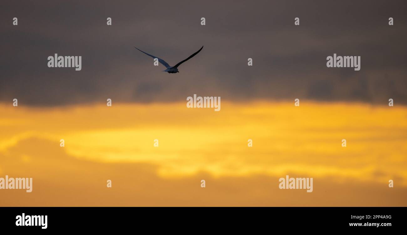 Turn bird flying into the distance silhouette photo against bright golden morning skies. Stock Photo