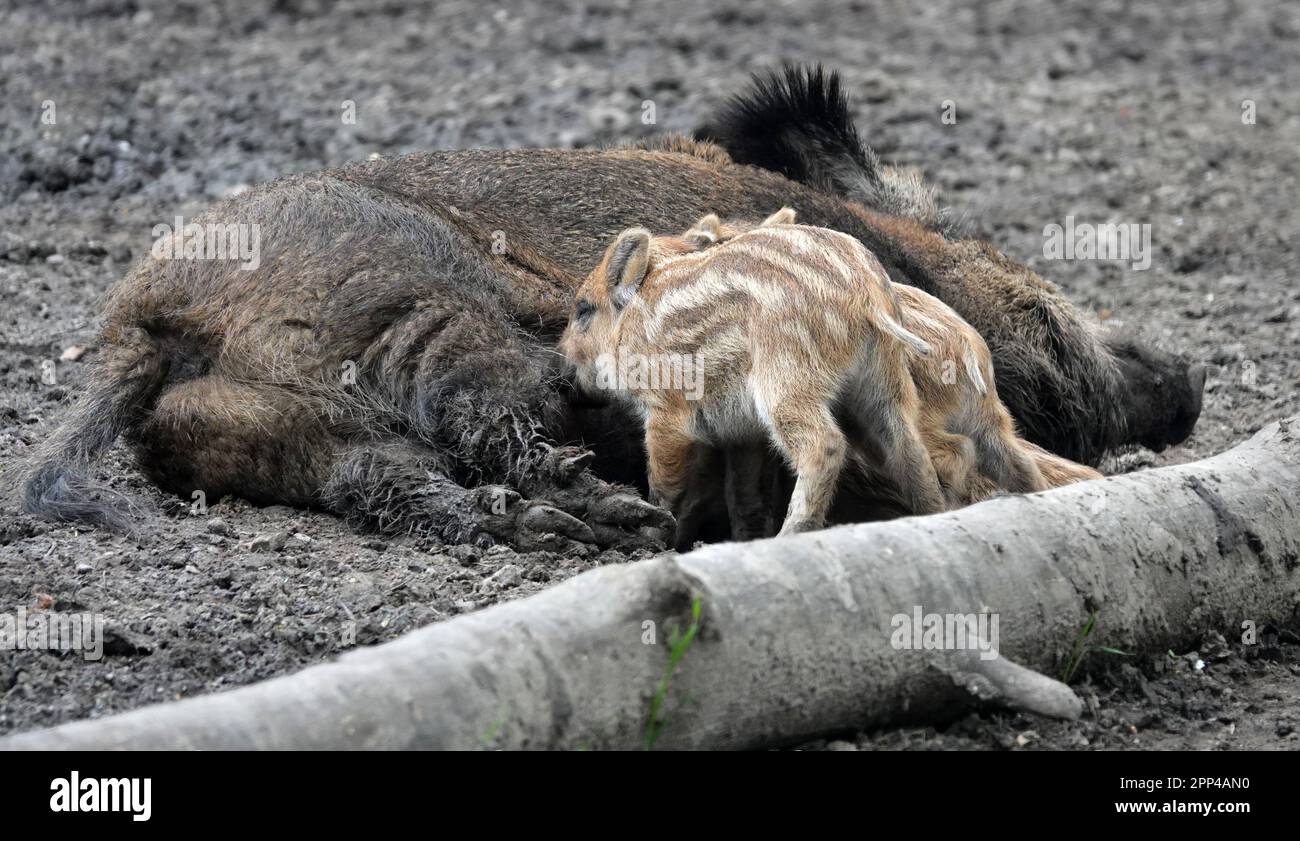 Female wild boar lies on the ground and feeds her babies. A sow and her boarlets. Stock Photo