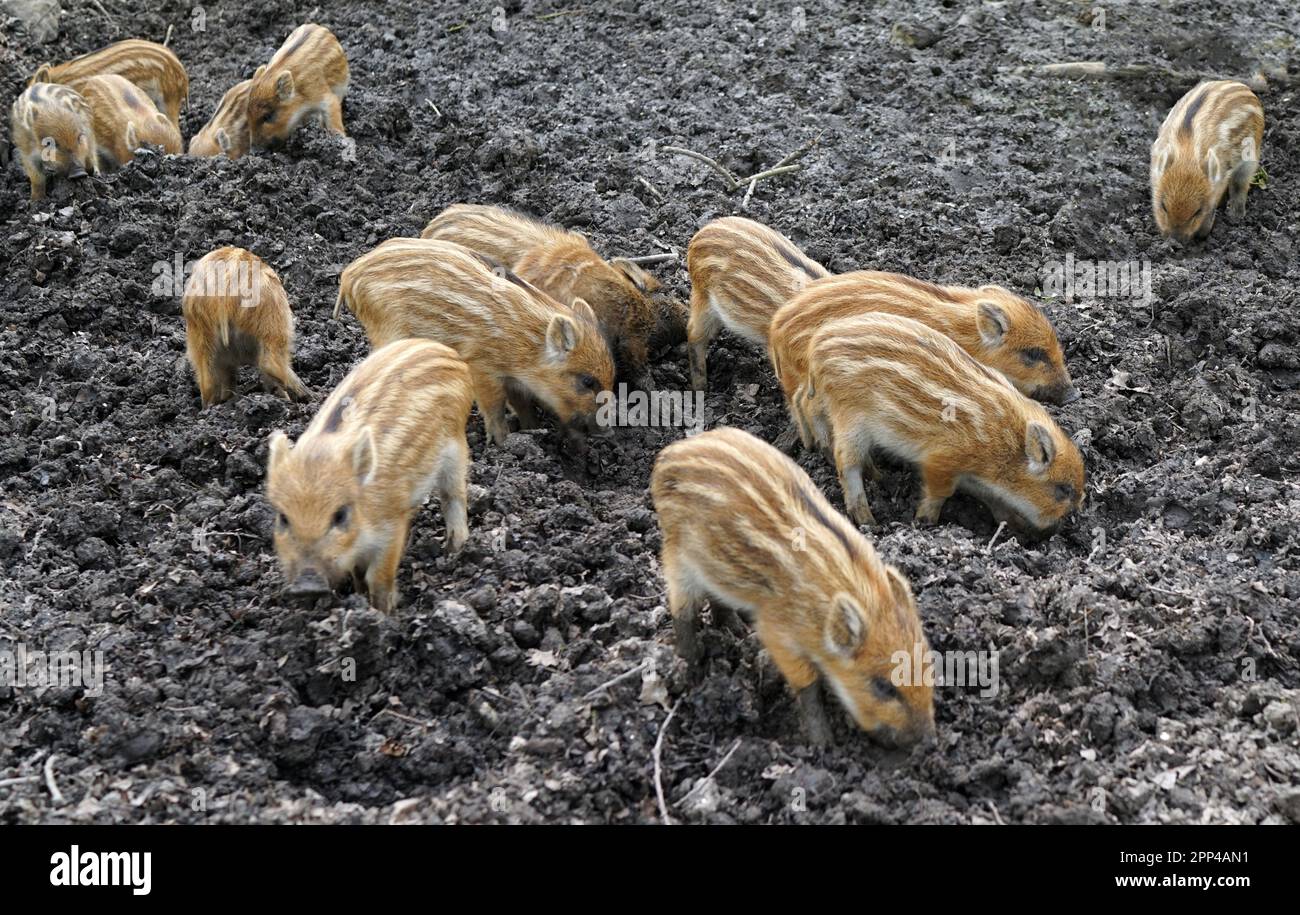 Group of Squeakers. Wild boar babies tossing their snouts in the mud Stock Photo